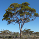 Illustration for article titled Scientists Discover Gold Literally Growing on Trees in the Outback